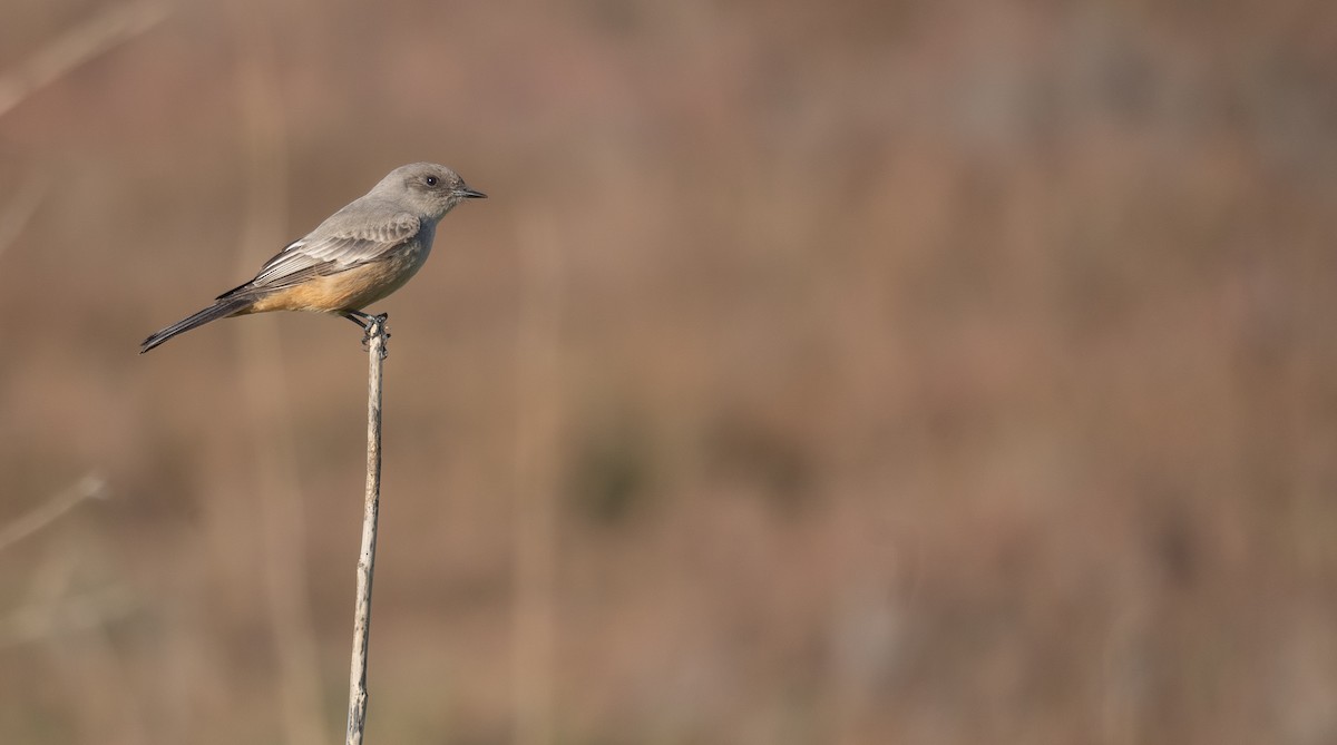 Say's Phoebe - ML646480297