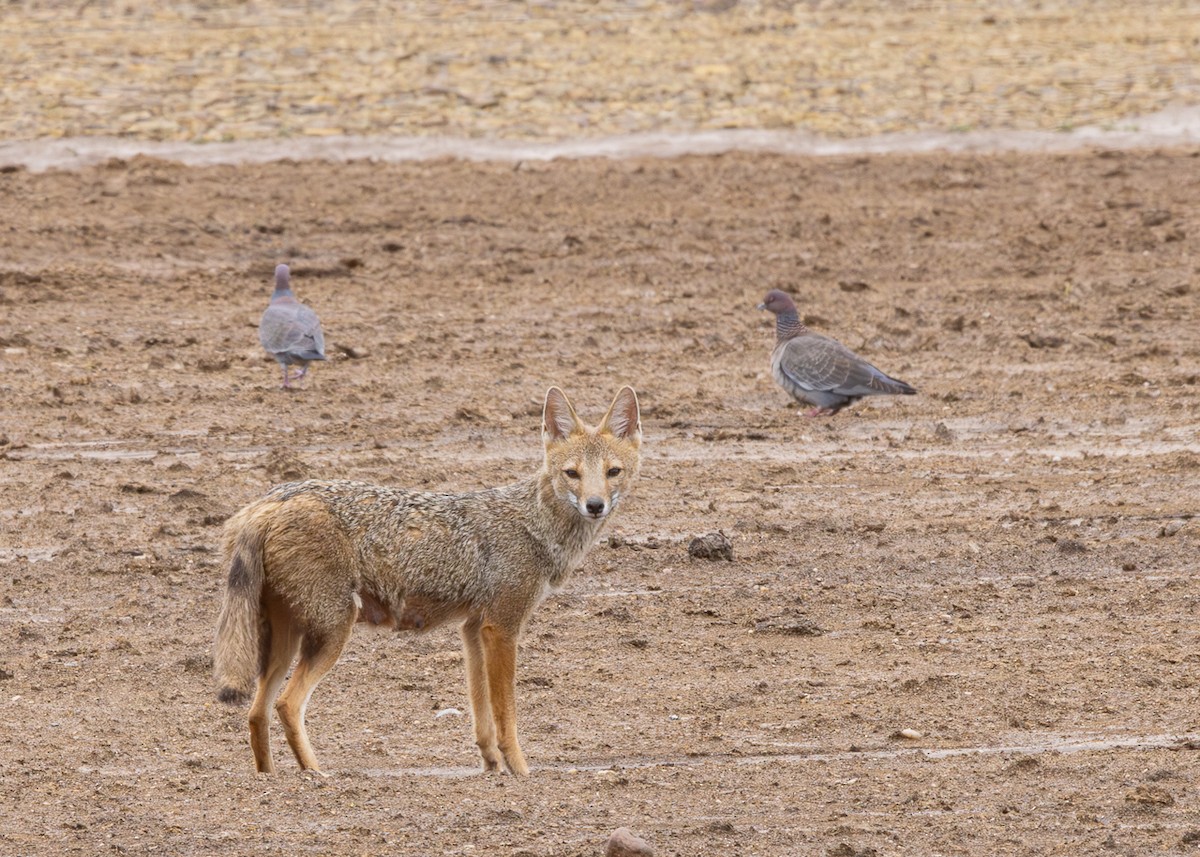 Picazuro Pigeon - ML646480298