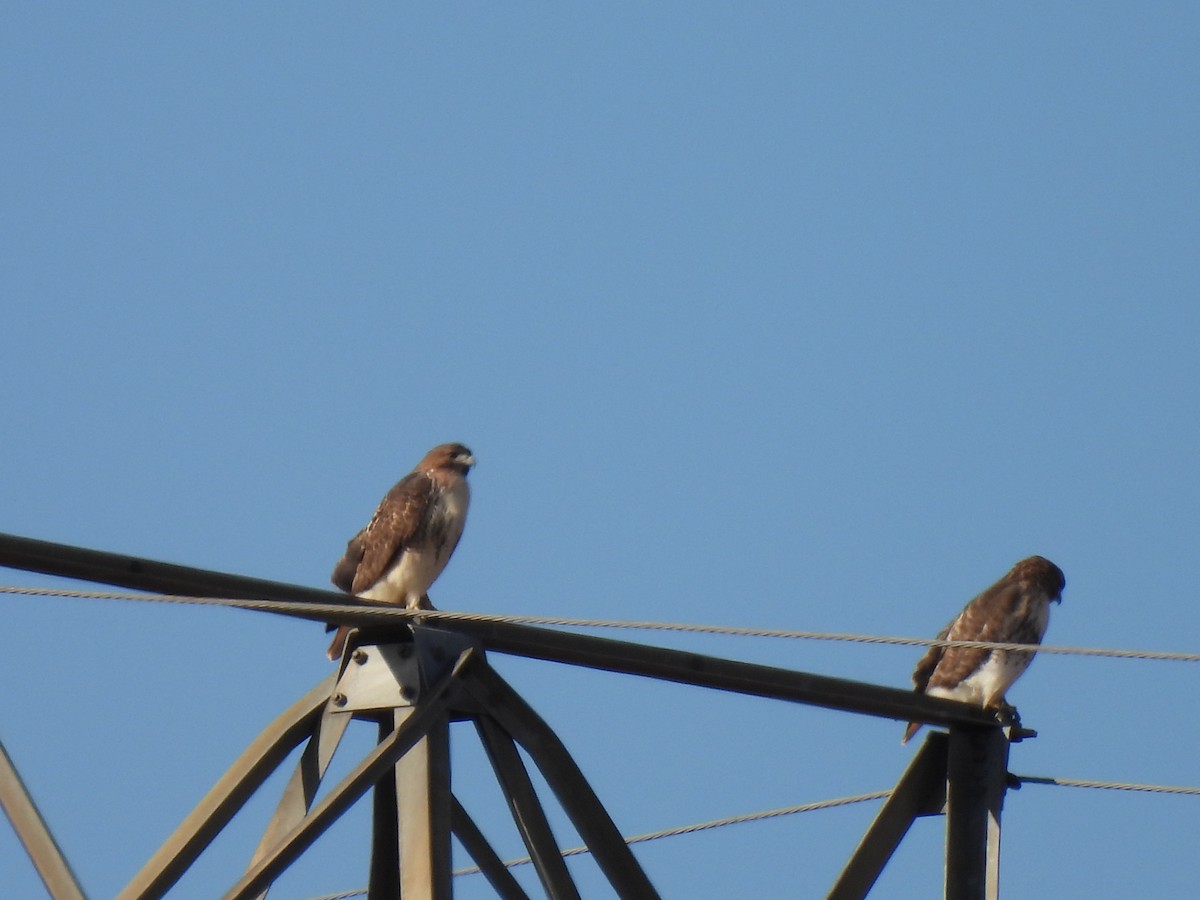 Poiana codarossa - ML646480306