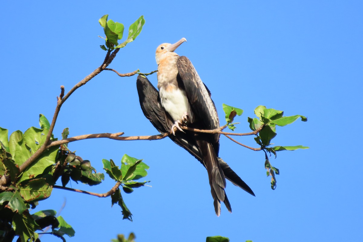 Christmaseko fragata - ML646480308