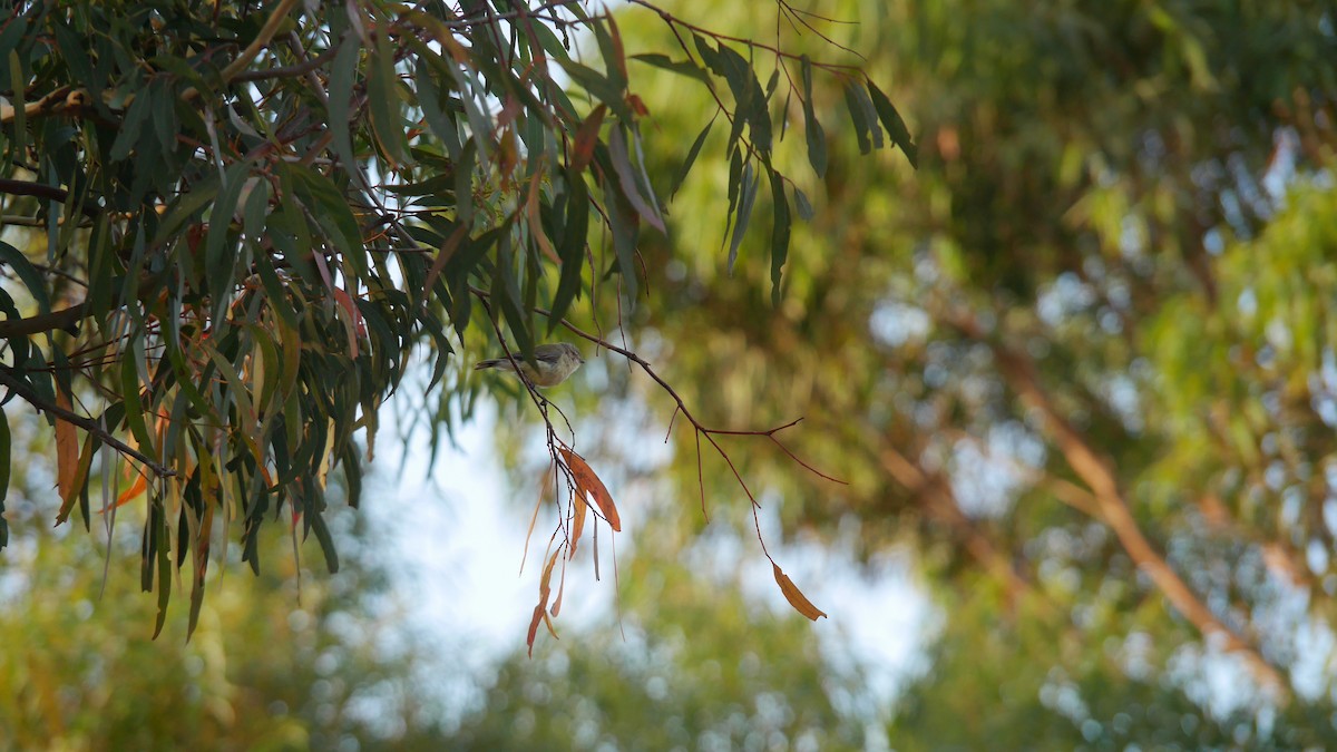 stumpnebb - ML646480323