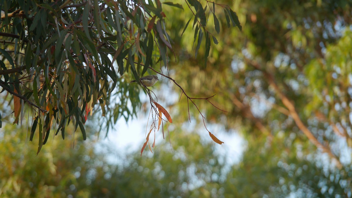 stumpnebb - ML646480324