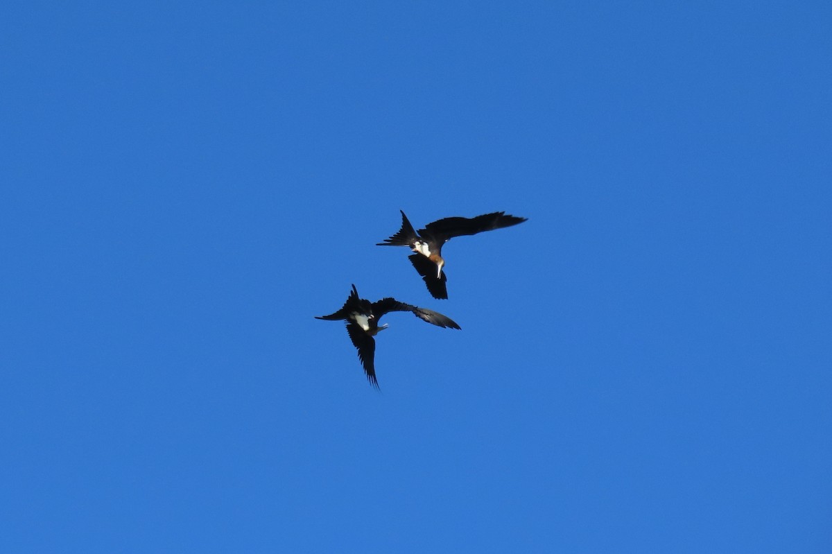 Christmaseko fragata - ML646480325