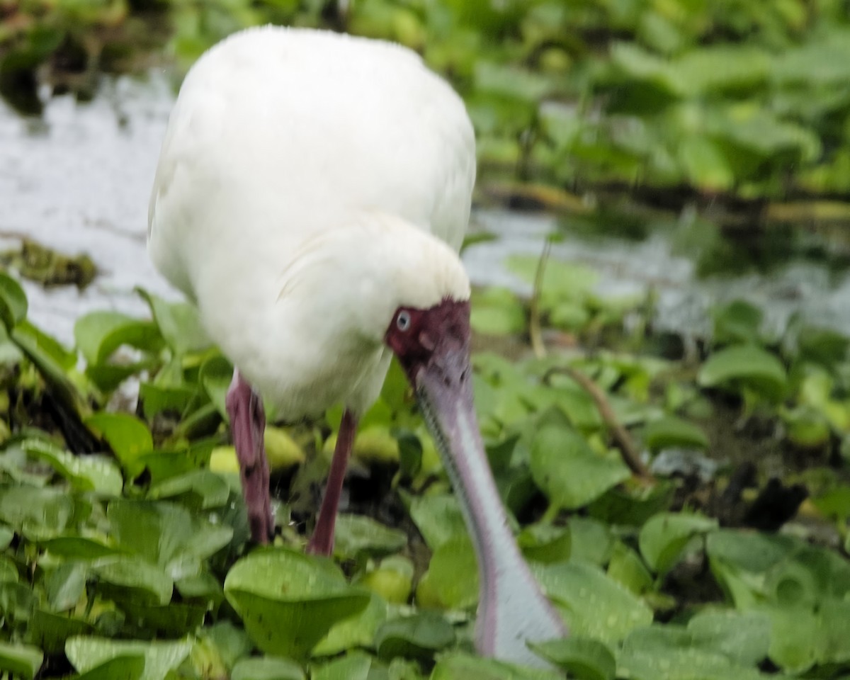 African Spoonbill - ML646480326