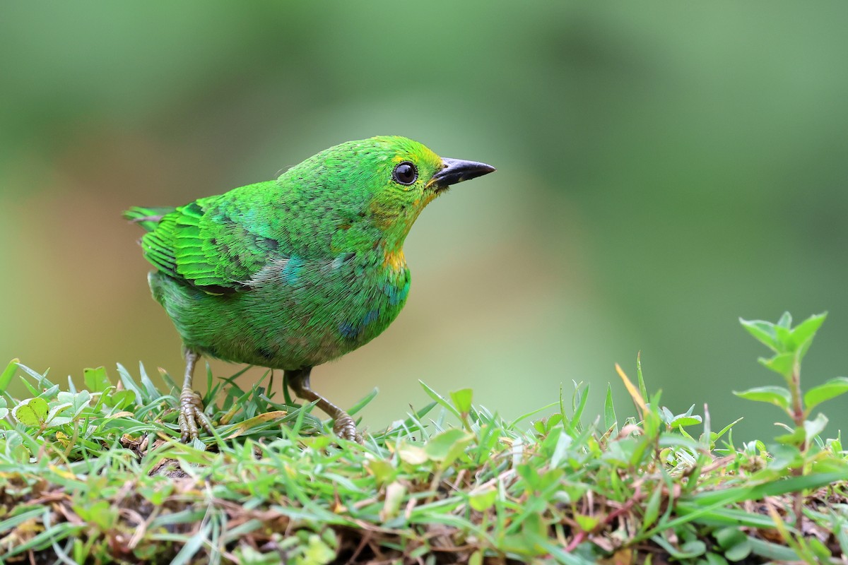 Multicolored Tanager - ML646480333