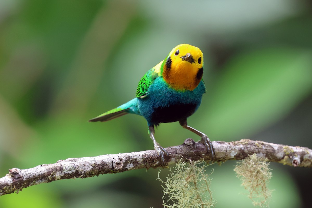 Multicolored Tanager - ML646480334