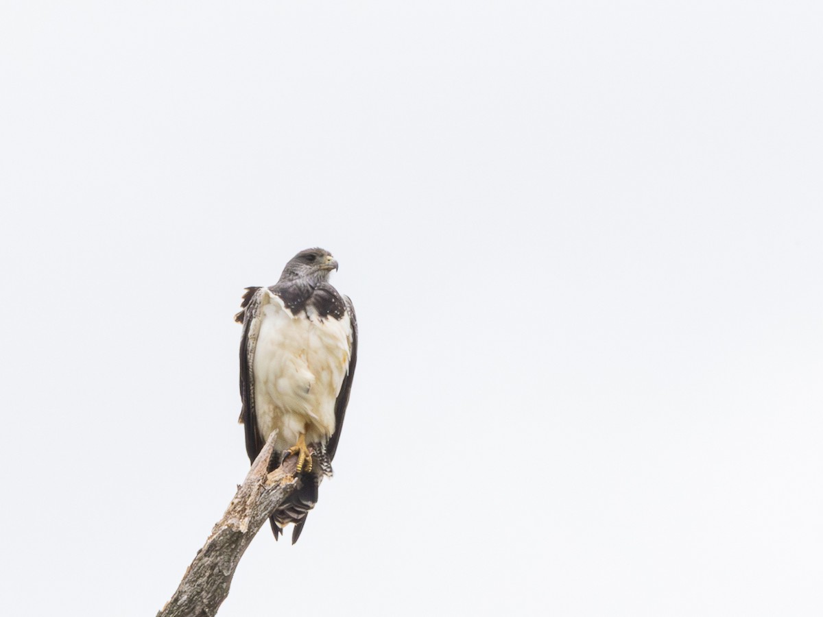 Black-chested Buzzard-Eagle - ML646480339