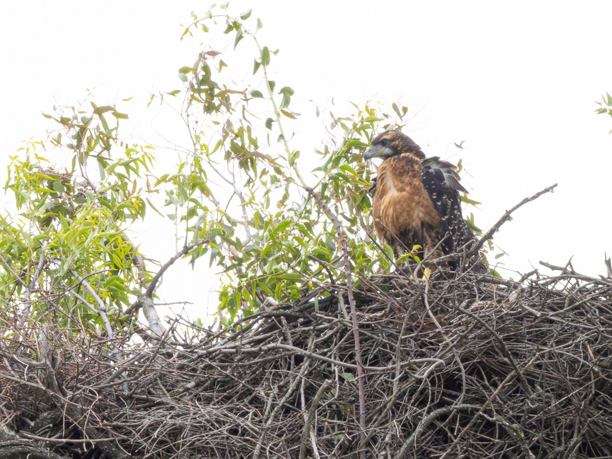 Black-chested Buzzard-Eagle - ML646480340