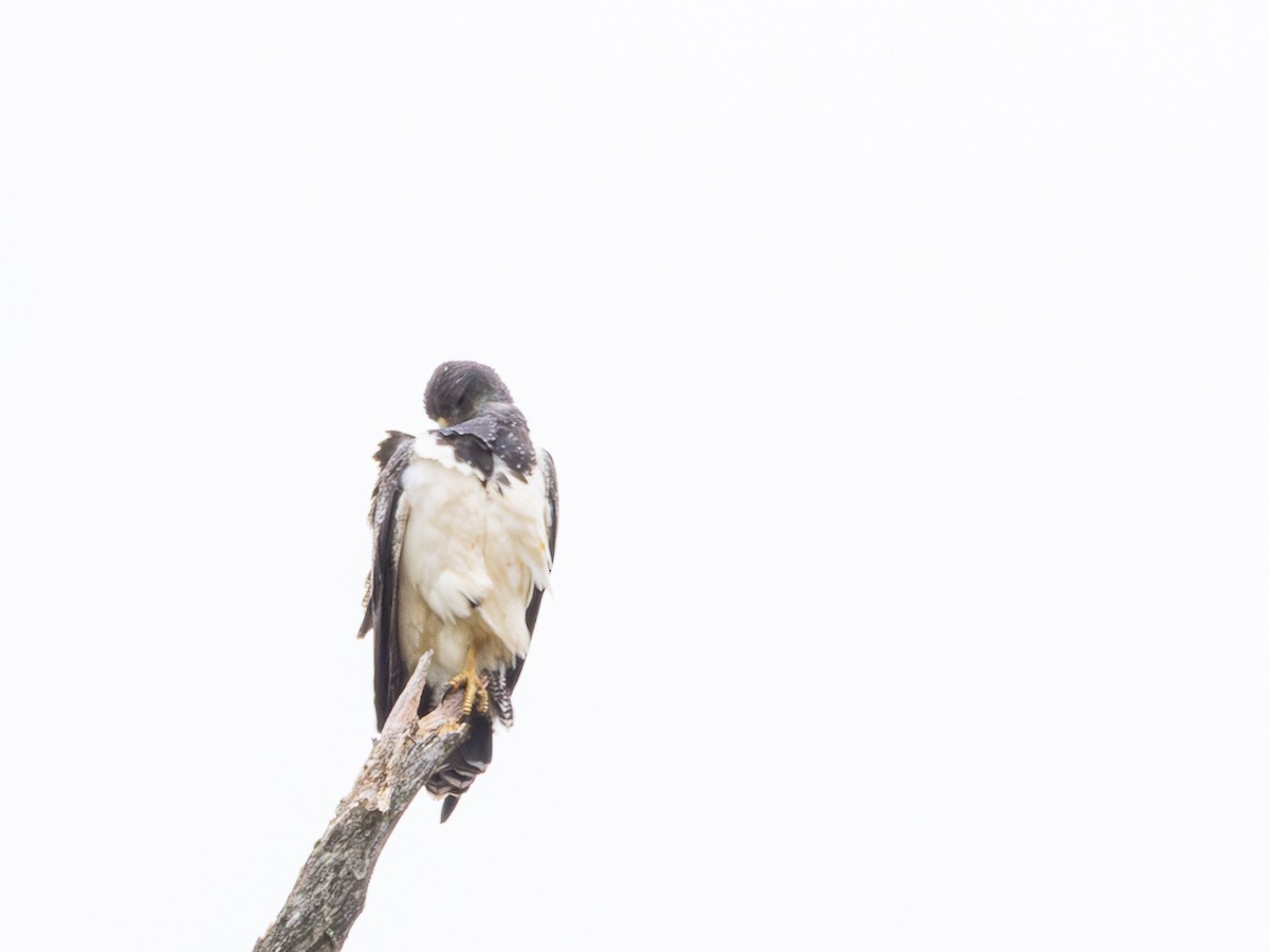 Black-chested Buzzard-Eagle - ML646480341