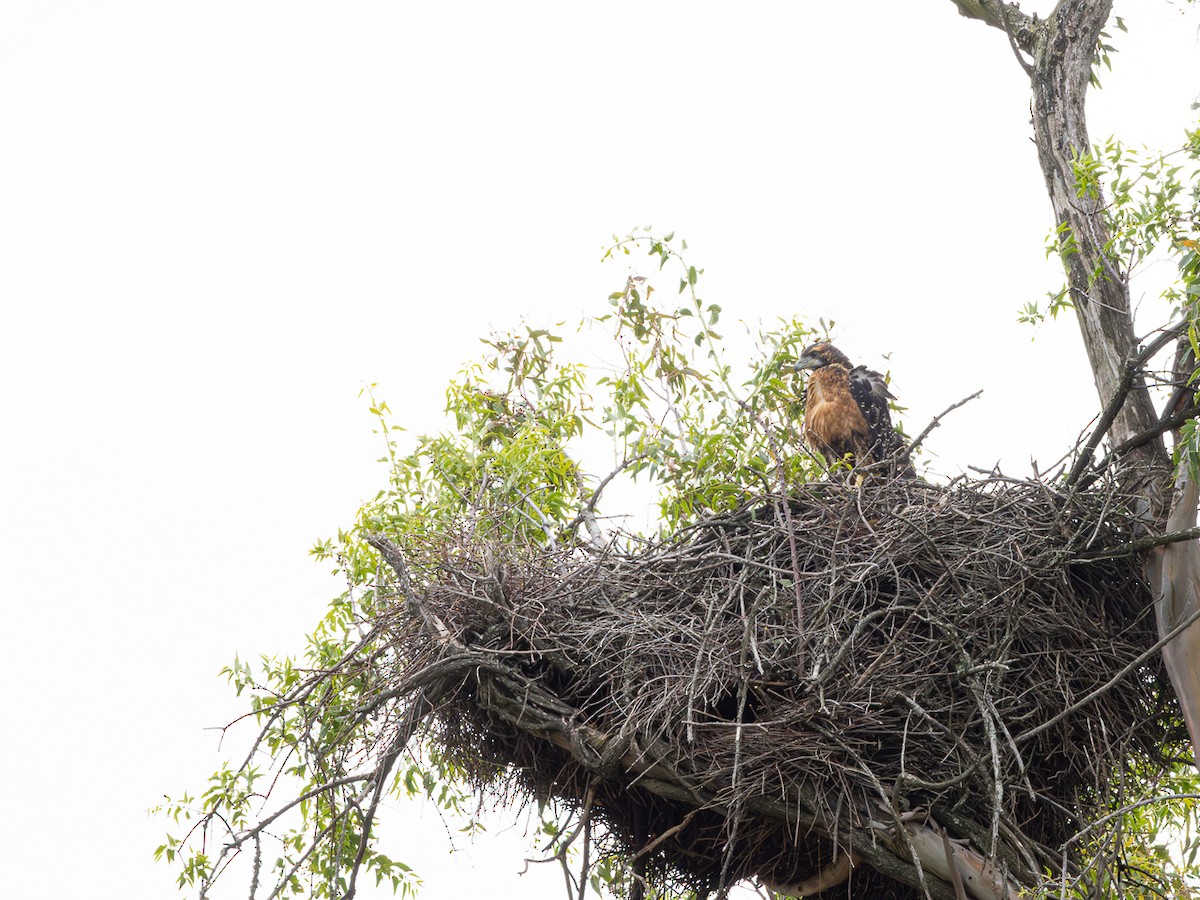 Black-chested Buzzard-Eagle - ML646480342