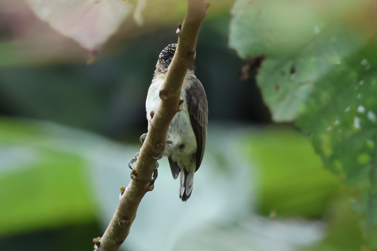 Grayish Piculet - ML646480344