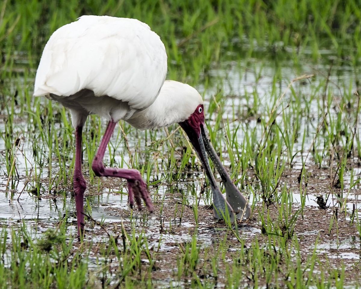 African Spoonbill - ML646480345