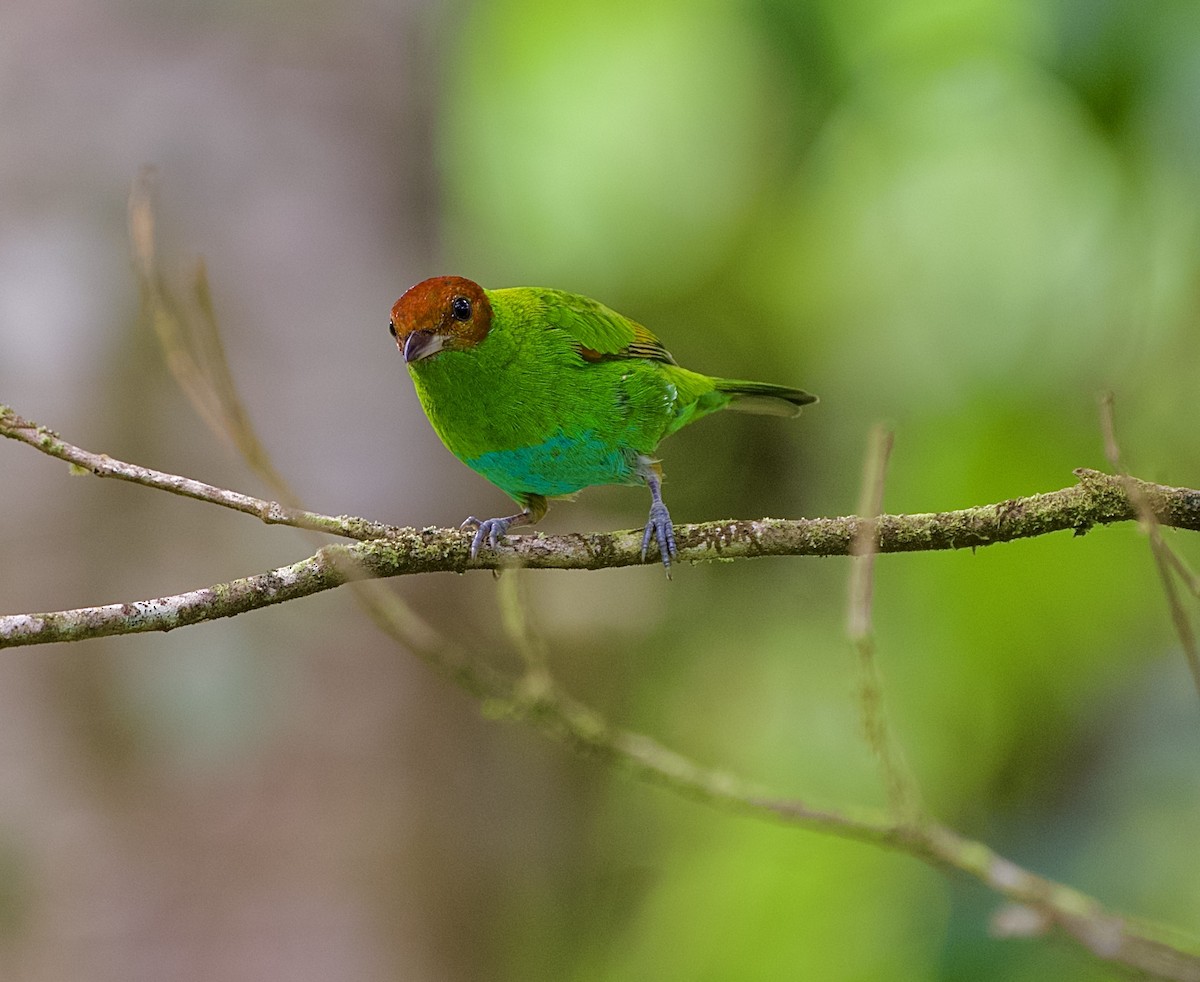 Rufous-winged Tanager - ML646480346