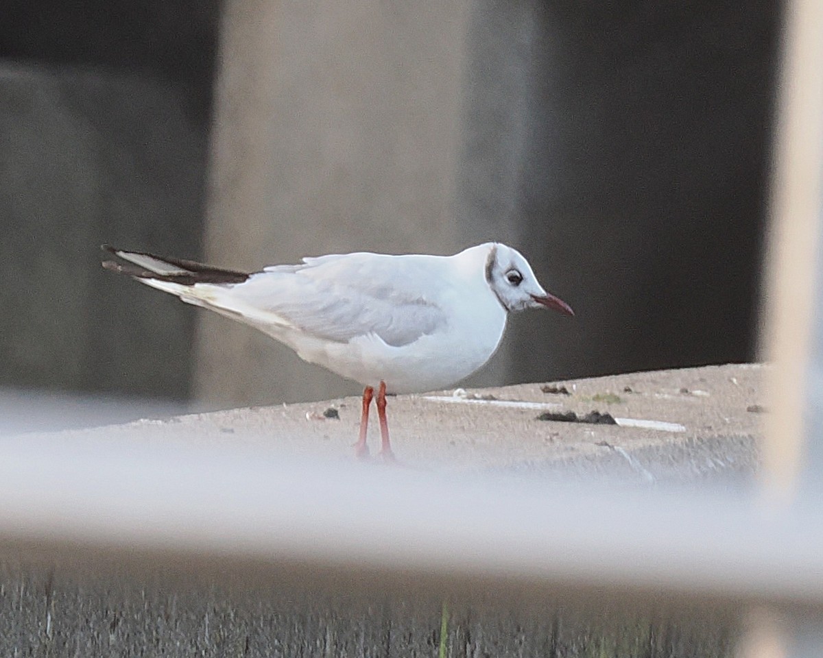 Black-headed Gull - ML646480353