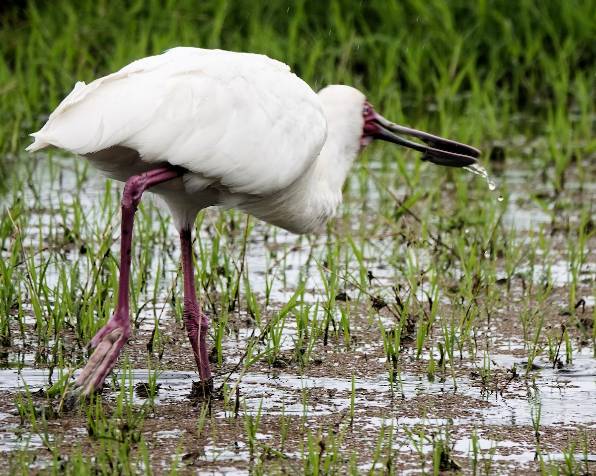 African Spoonbill - ML646480359