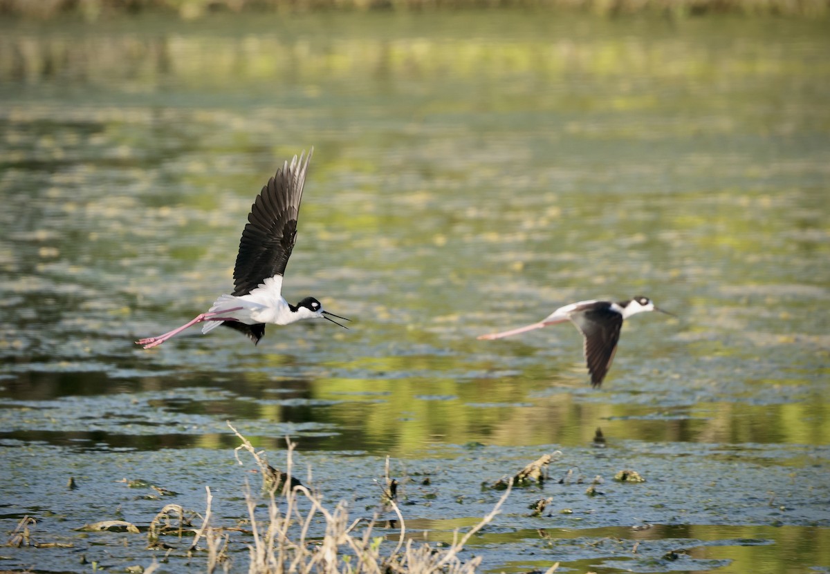 Black-necked Stilt - ML646480366