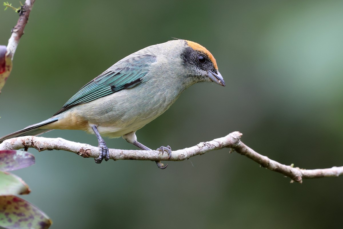 Scrub Tanager - ML646480367