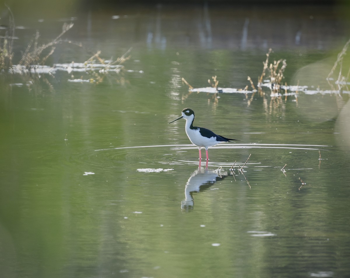 Black-necked Stilt - ML646480368