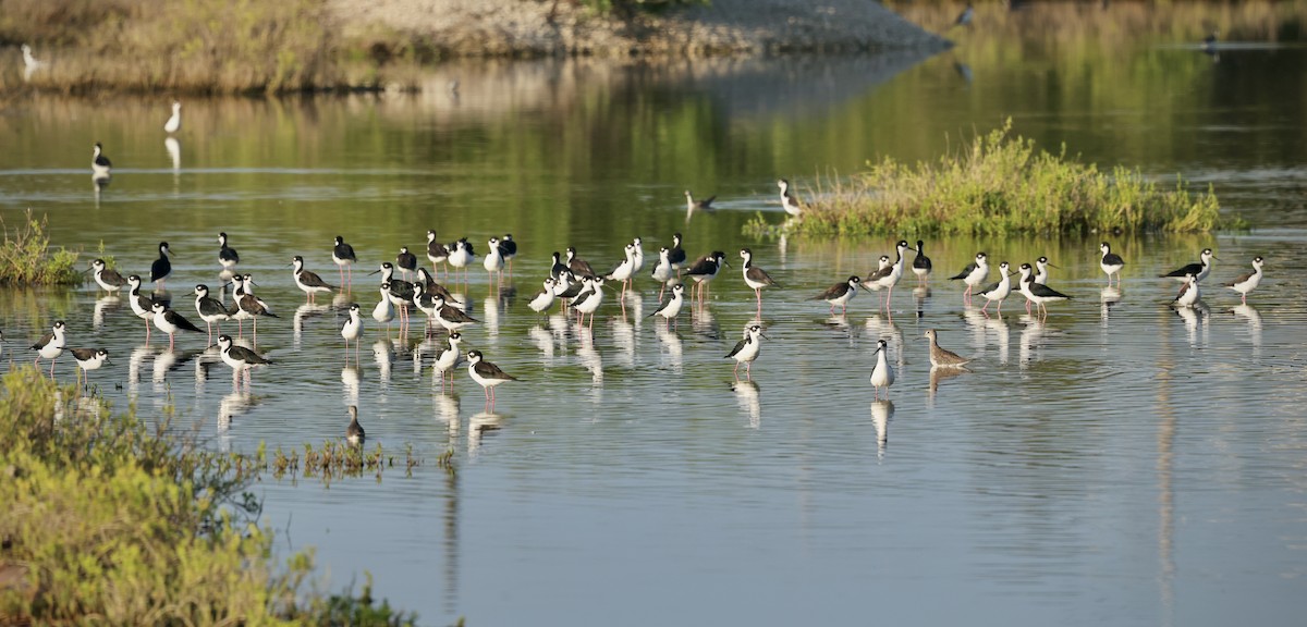 Black-necked Stilt - ML646480369