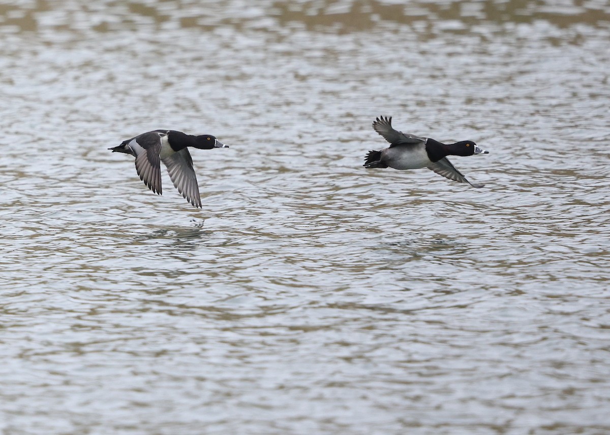 環頸潛鴨 - ML646480370