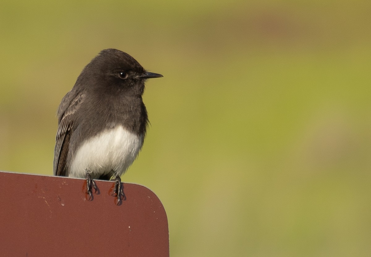 Black Phoebe - ML646480371