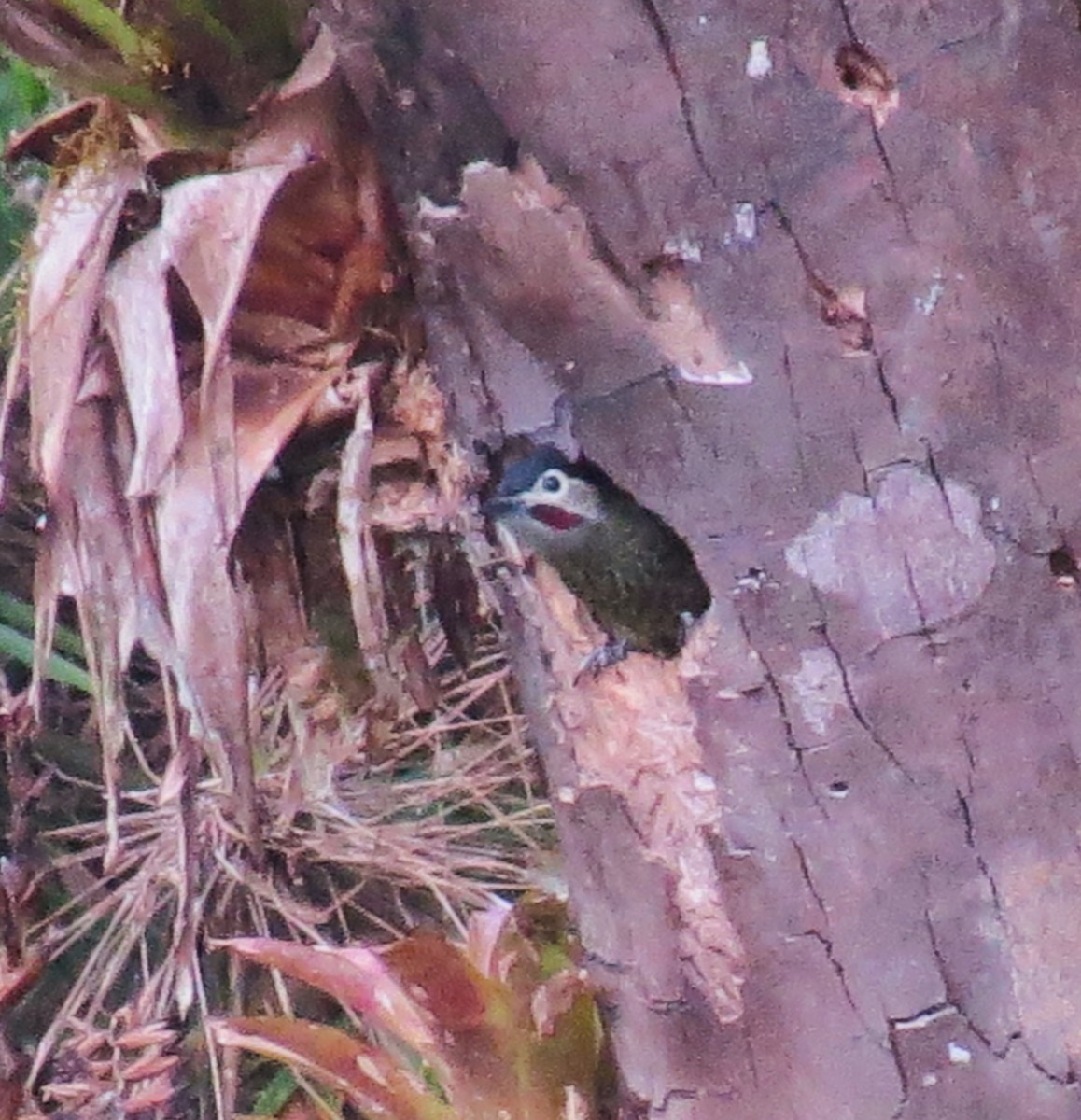 Green-barred Woodpecker - ML646480373