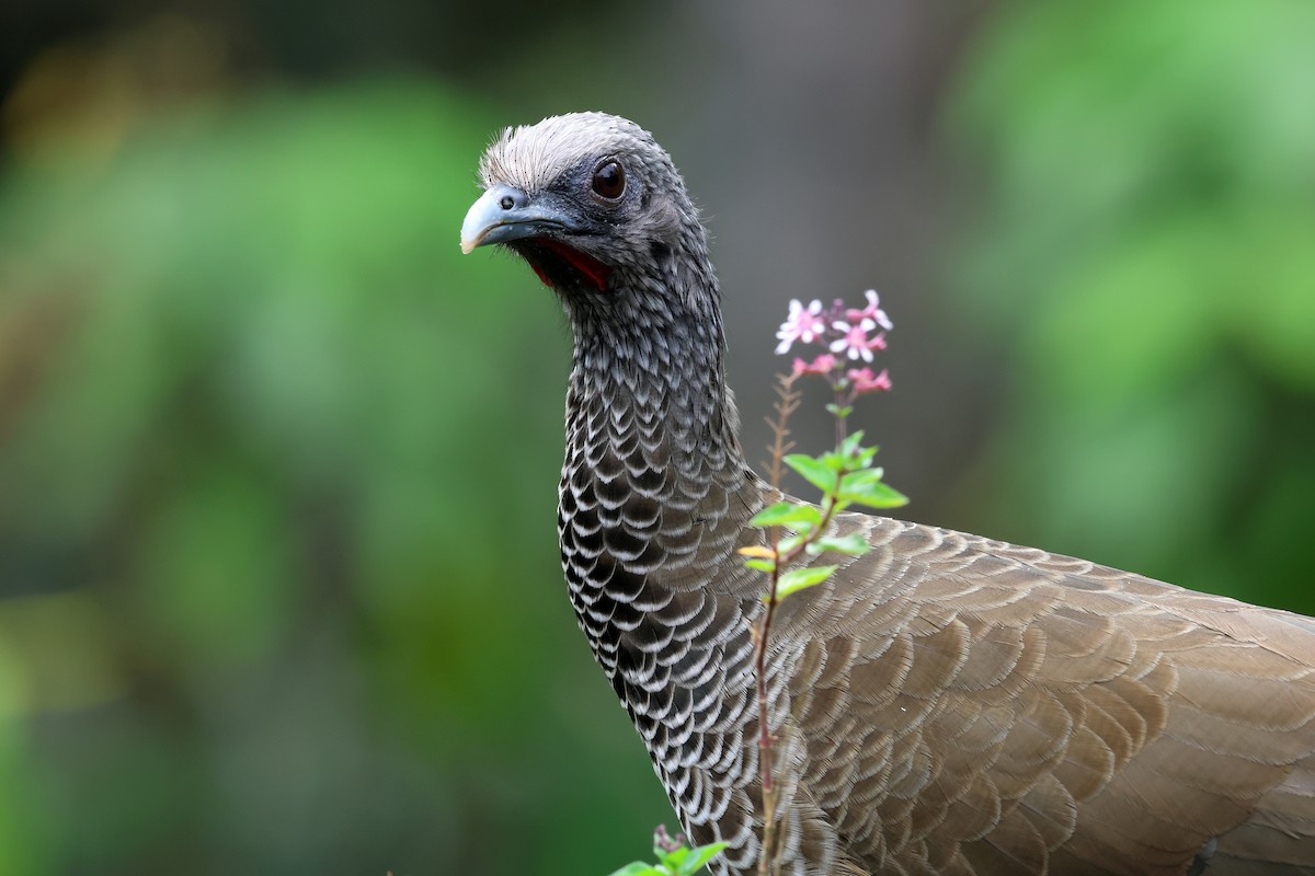 Colombian Chachalaca - ML646480377