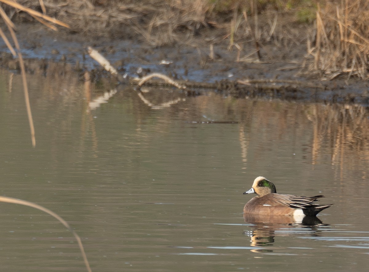 American Wigeon - ML646480378