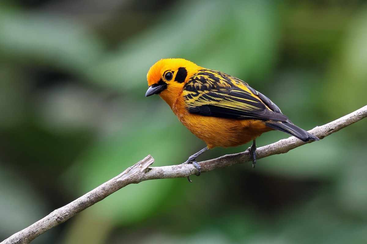 Golden Tanager (aurulenta Group) - ML646480380