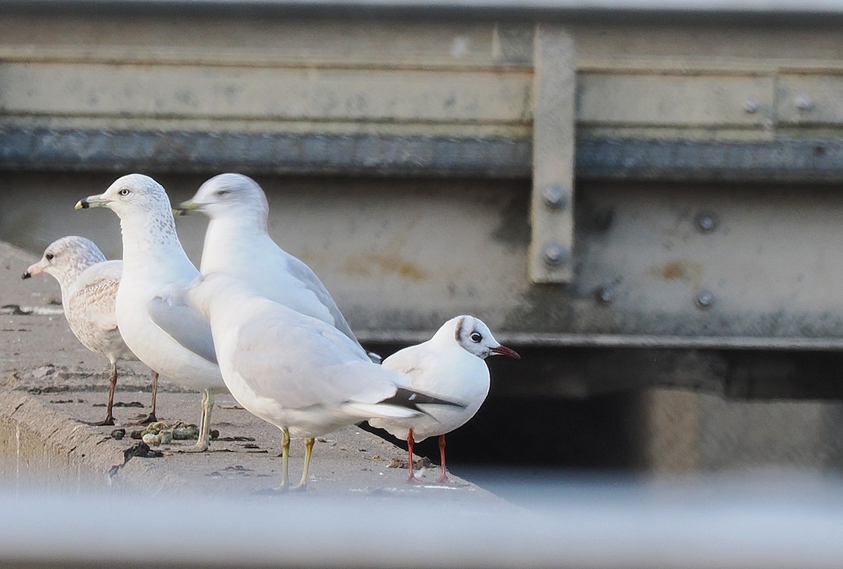 Black-headed Gull - ML646480381