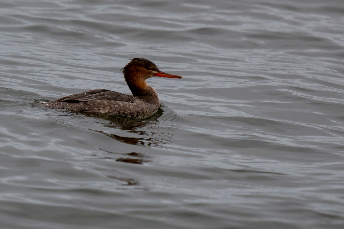 Red-breasted Merganser - ML646480385