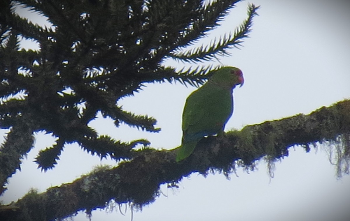 Vinaceous-breasted Amazon - ML646480389