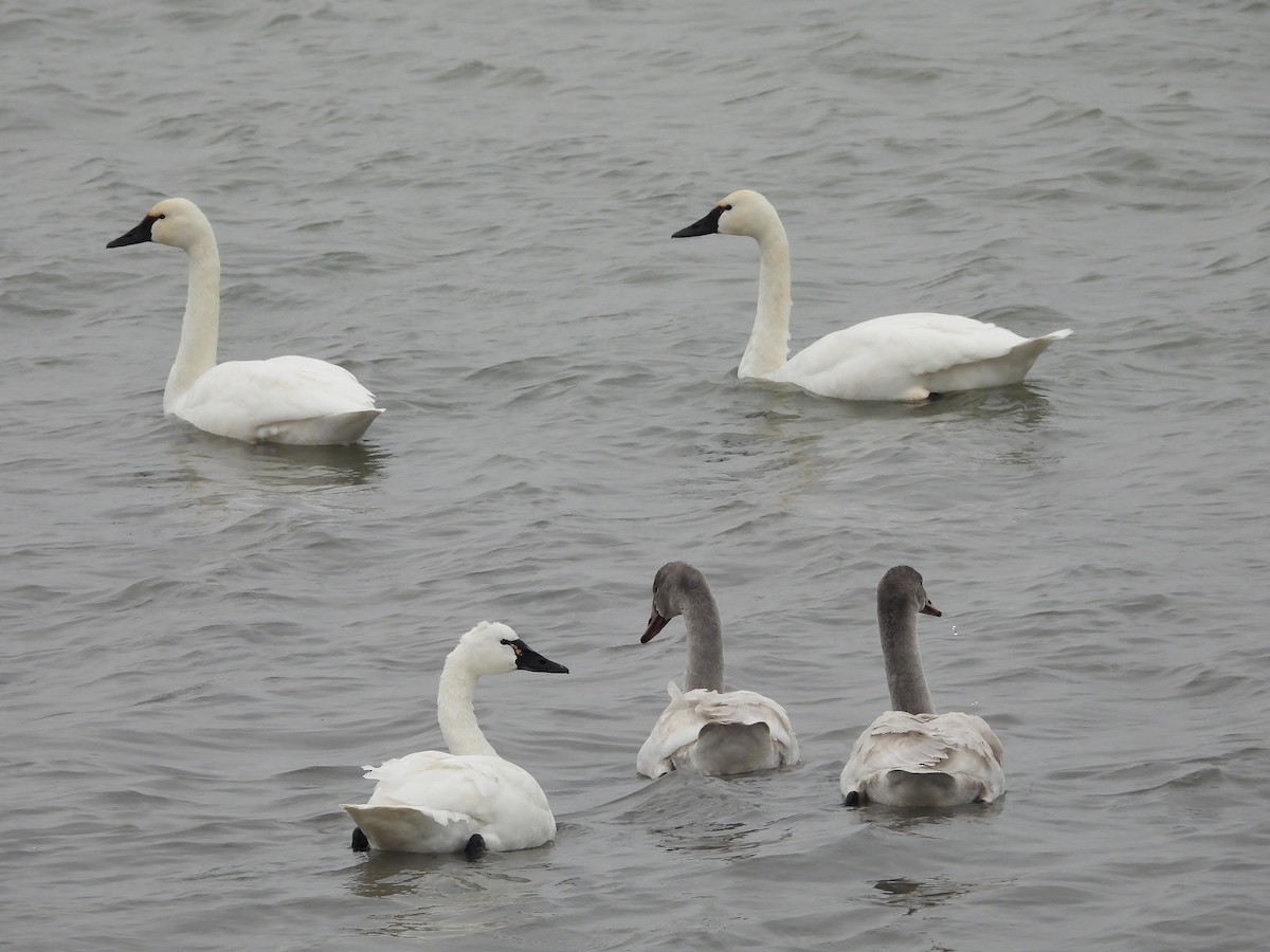 Tundra Swan - ML646480396