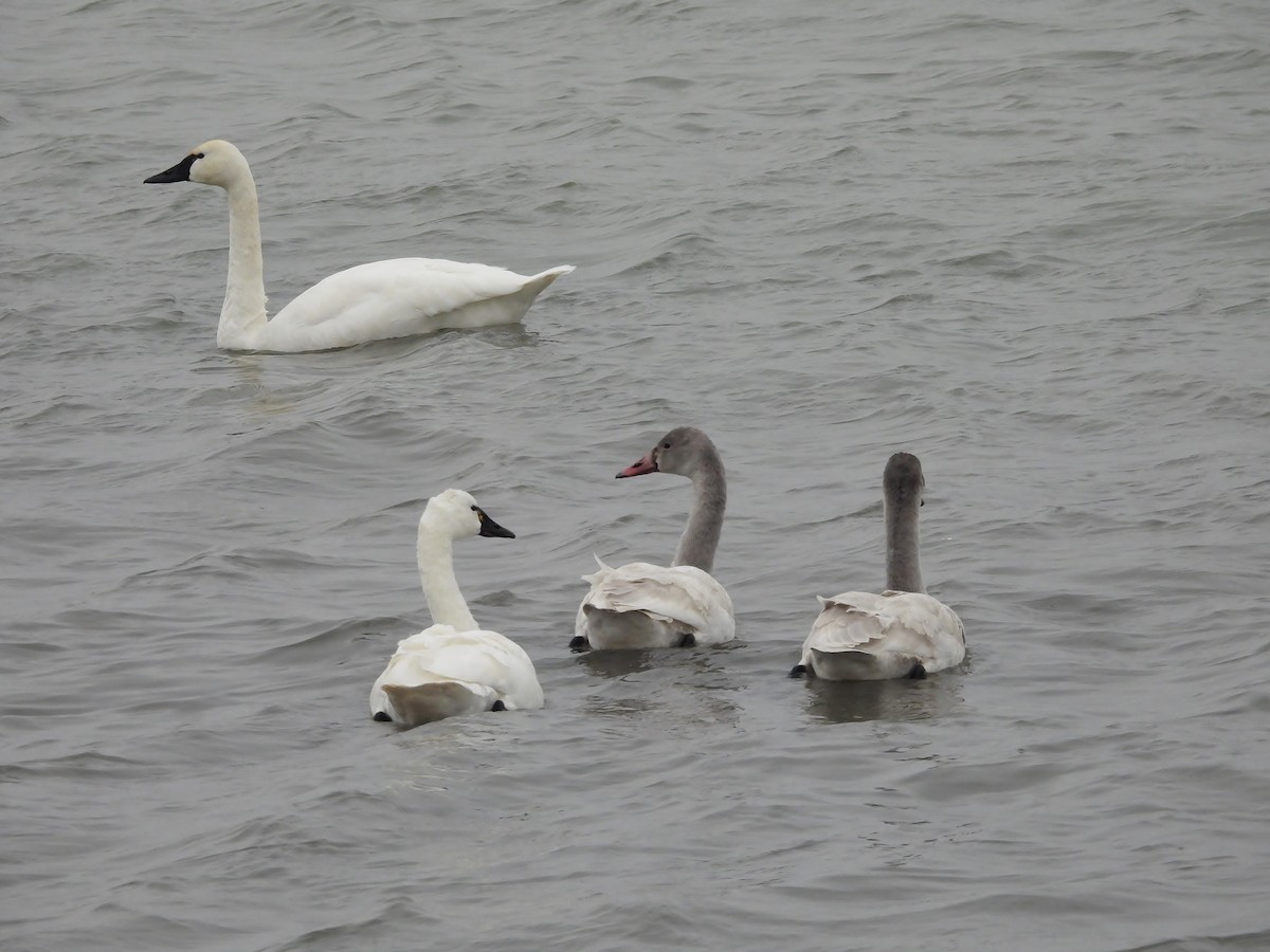 Tundra Swan - ML646480397