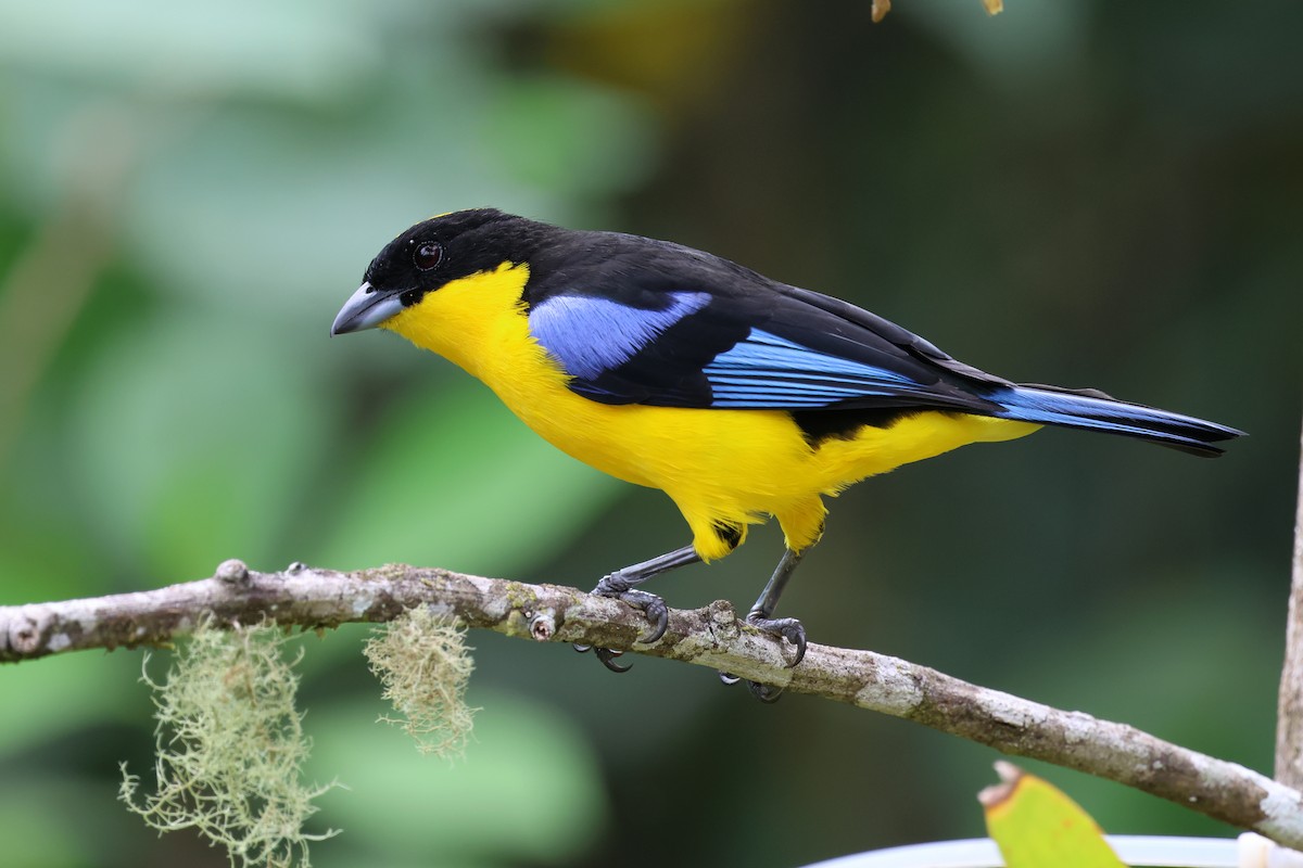 Blue-winged Mountain Tanager (Blue-winged) - ML646480401