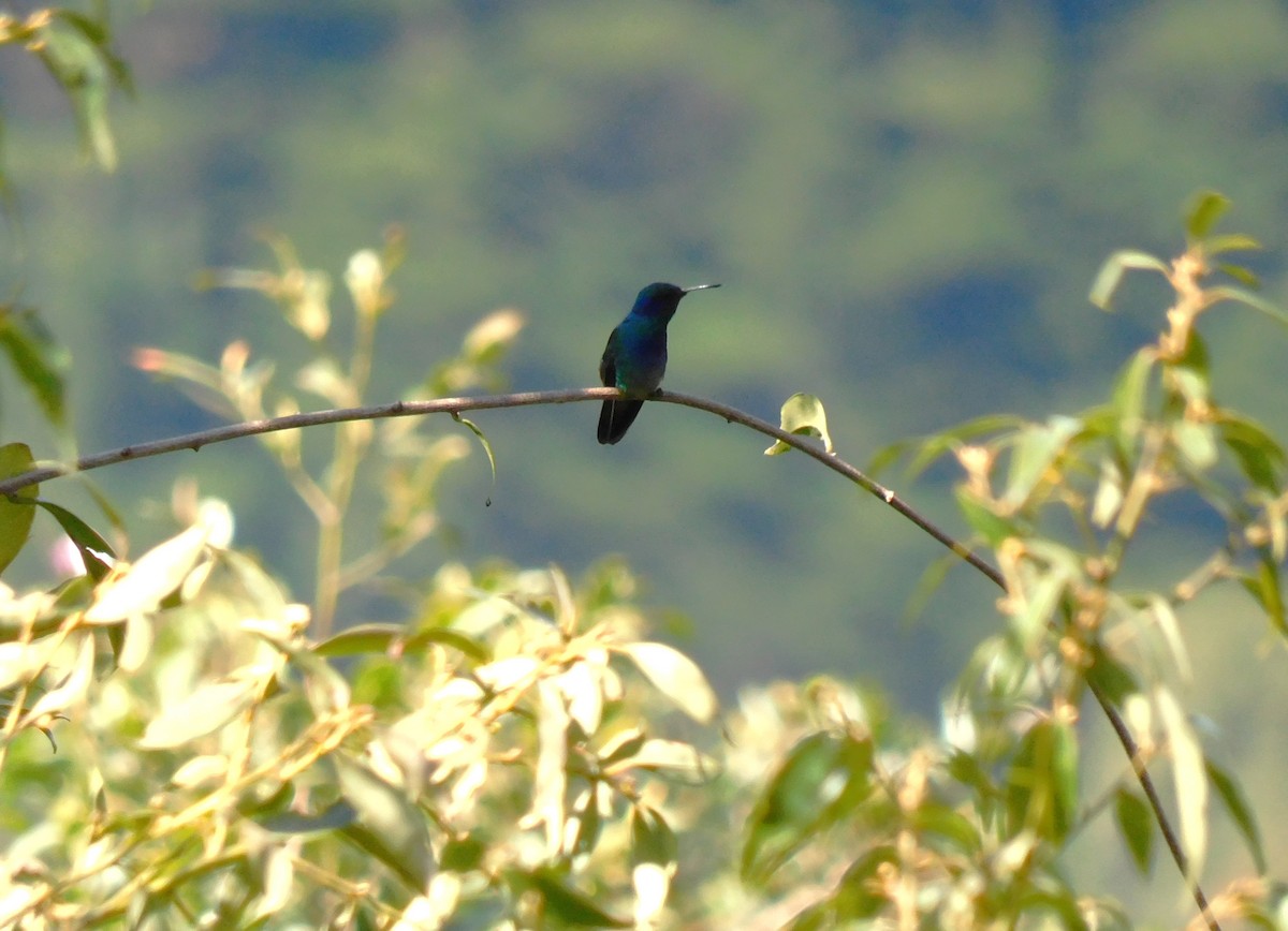 Mexican Violetear - ML646480402