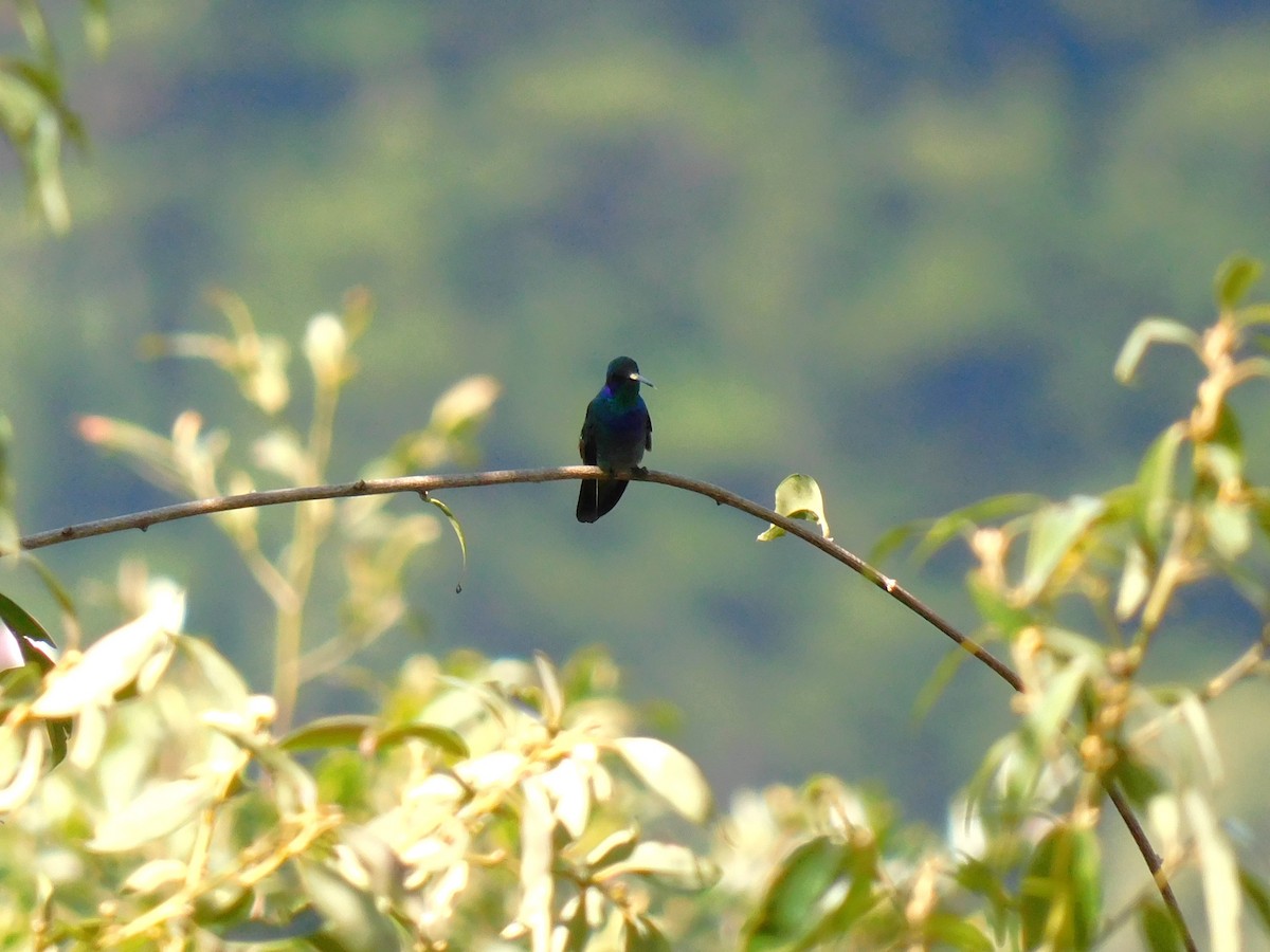 Mexican Violetear - ML646480403