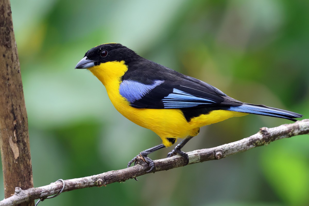 Blue-winged Mountain Tanager (Blue-winged) - ML646480404