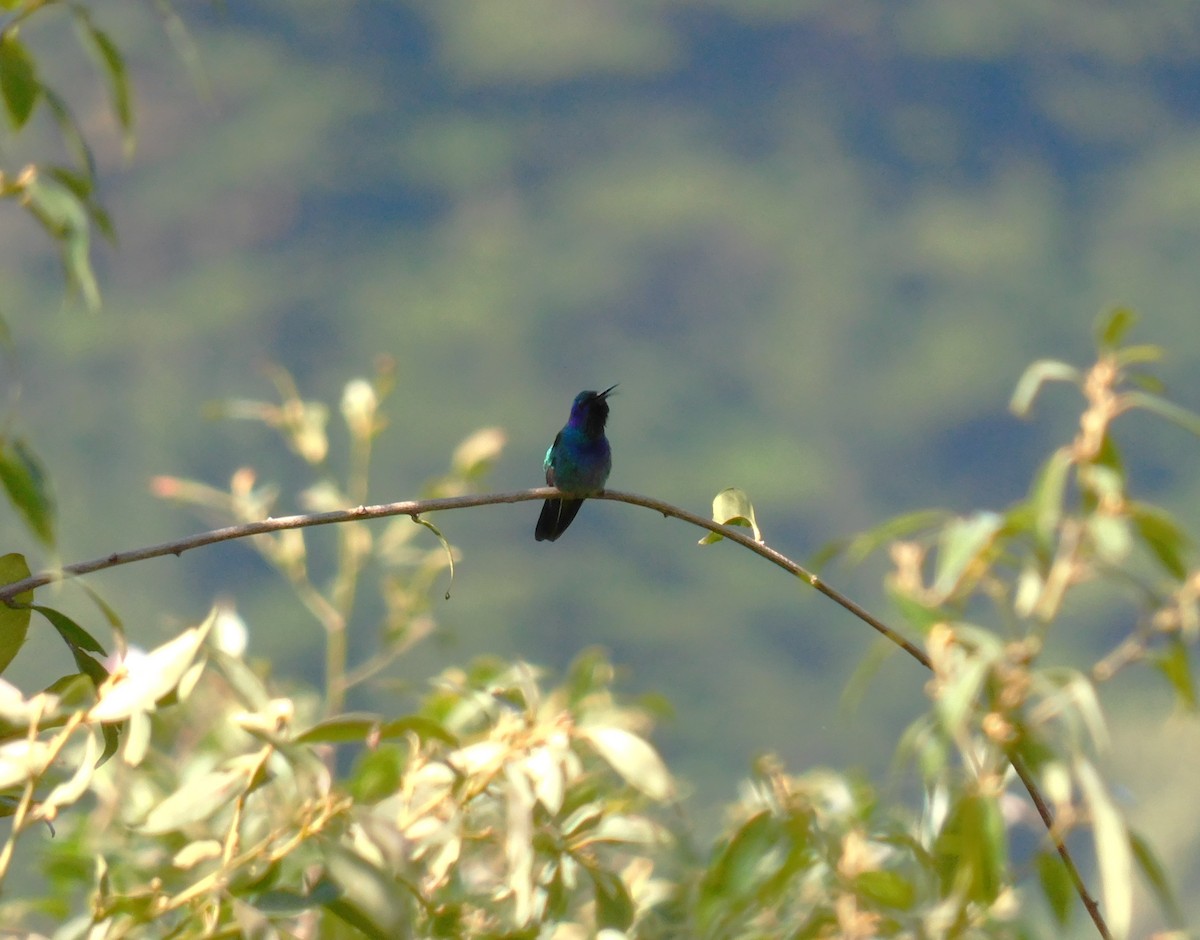 Mexican Violetear - ML646480405