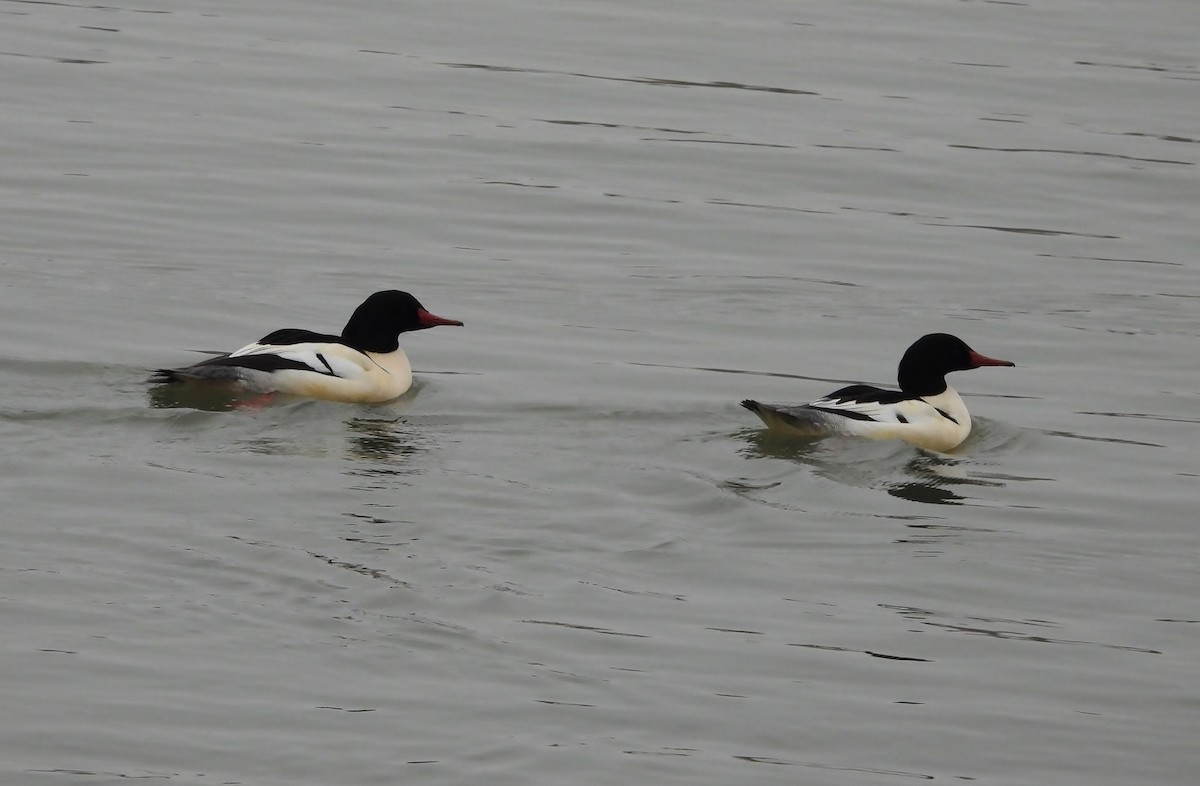 Common Merganser - ML646480410