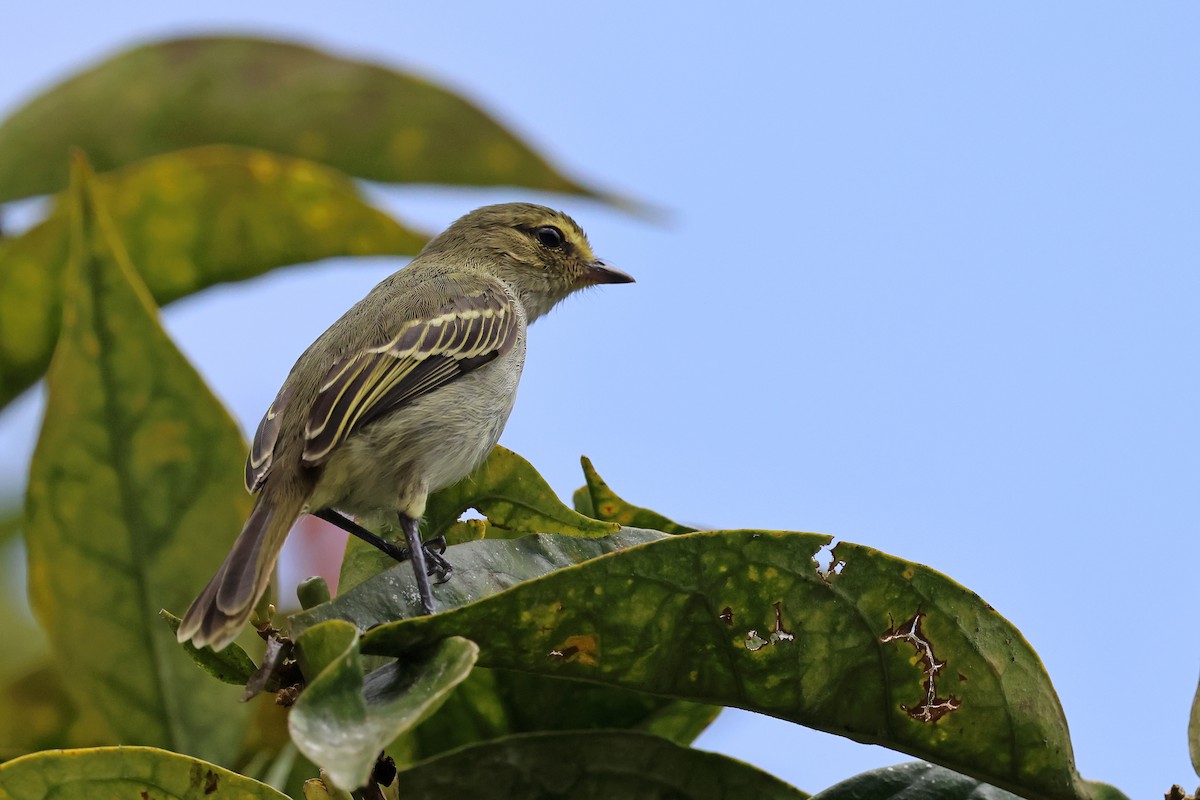 Golden-faced Tyrannulet (Golden-faced) - ML646480411
