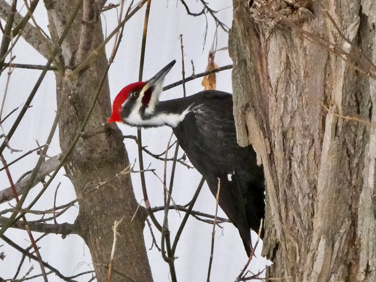 Pileated Woodpecker - ML646480412