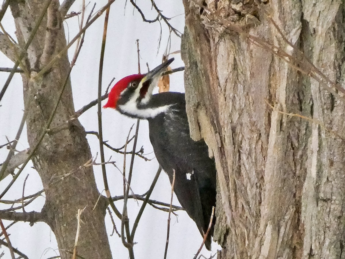 Pileated Woodpecker - ML646480415
