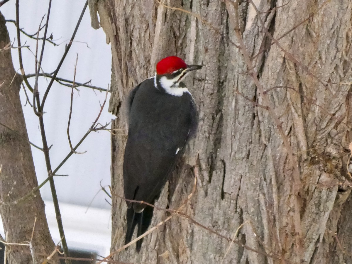 Pileated Woodpecker - ML646480416