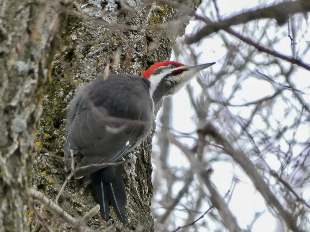 Pileated Woodpecker - ML646480417