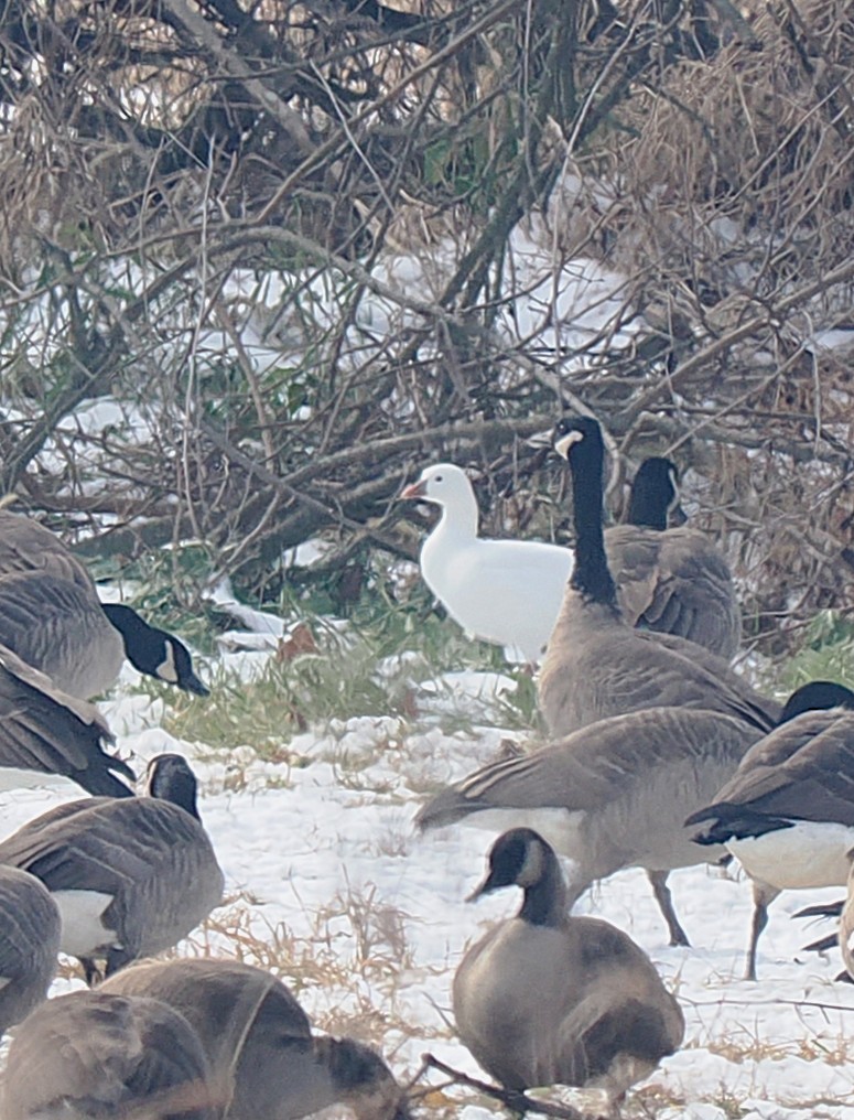 Ross's Goose - ML646480422