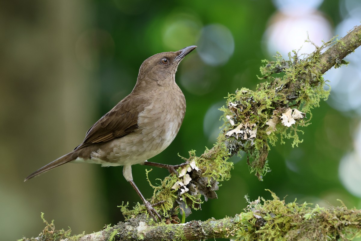 Black-billed Thrush - ML646480423