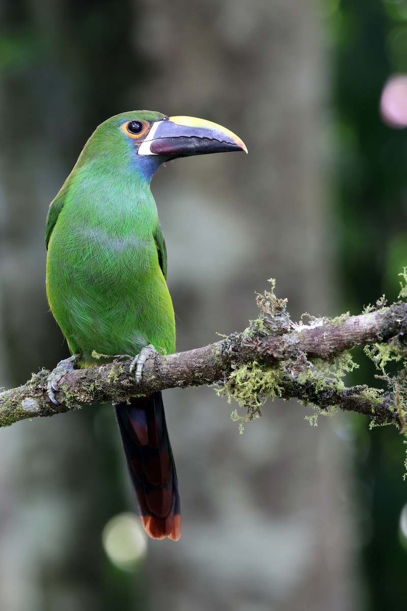 Southern Emerald-Toucanet (Gray-throated) - ML646480424
