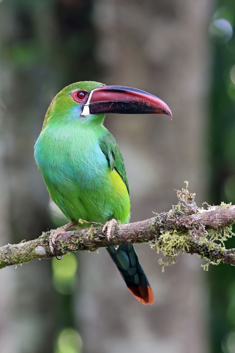 Crimson-rumped Toucanet - ML646480427