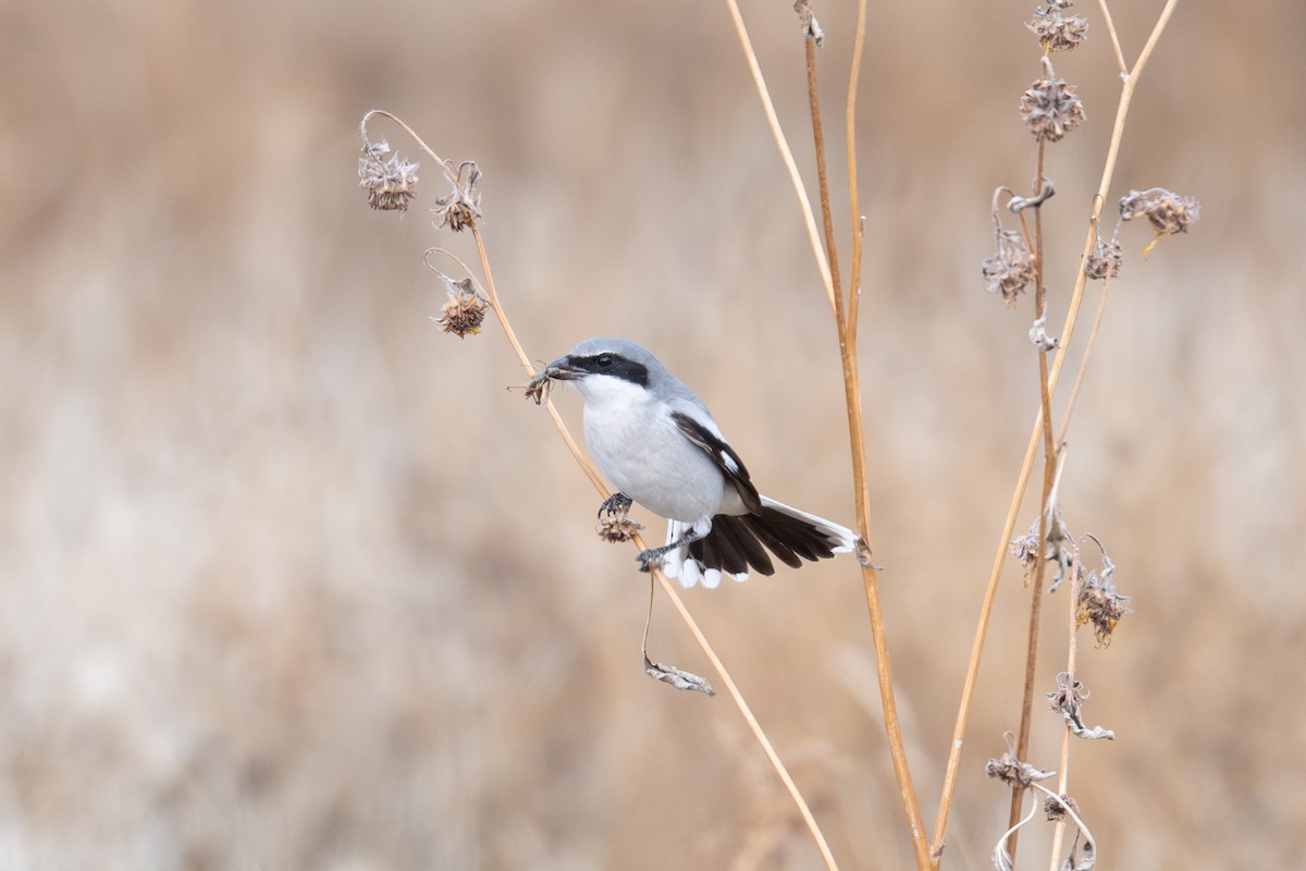 Loggerhead Shrike - ML646480428